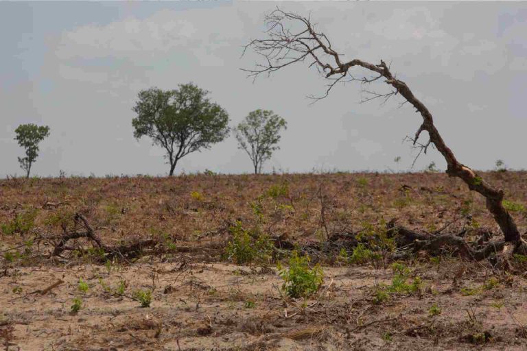 Día de la Tierra: Se han perdido grandes superficies forestales en Tlaxcala