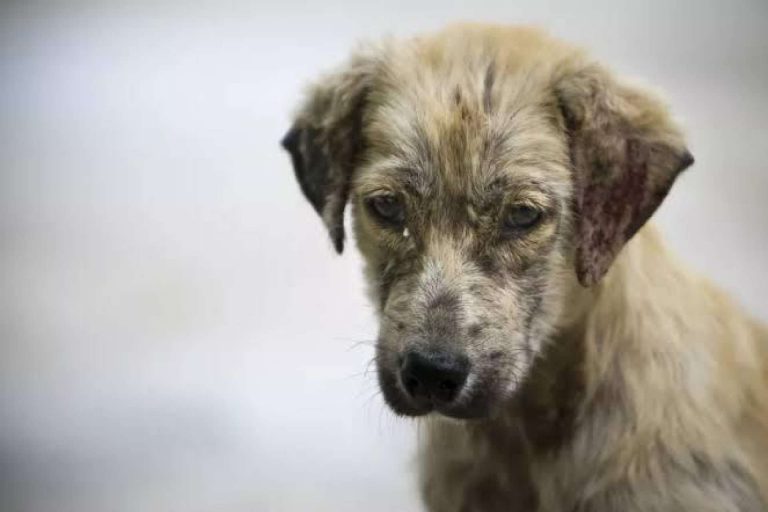 Piden a candidatos asumir los 18 puntos de la Agenda de Bienestar Animal