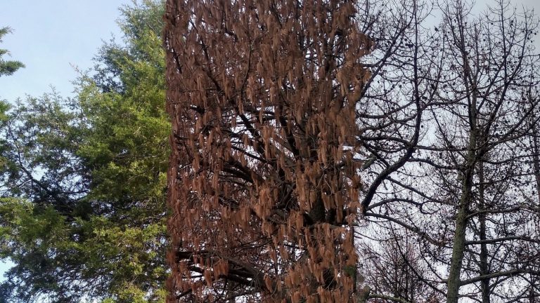 Gusano descortezador en 10 años podría deforestar todo el bosque de Tepetitla
