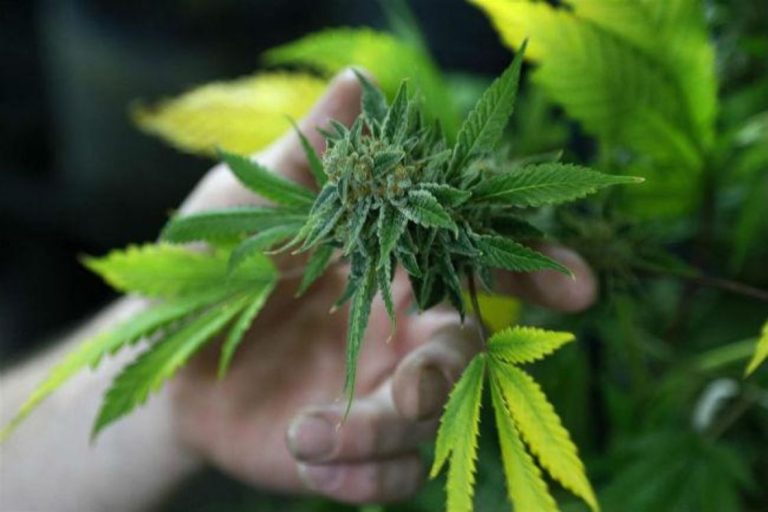 marihuana-Tlaxcala-mexico-escenario-legalizacion