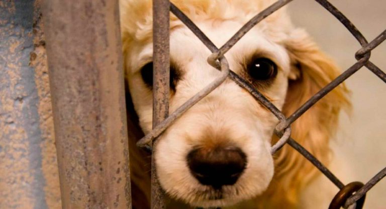 4 estados no penalizan el maltrato animal; inútil la Ley creada en Tlaxcala