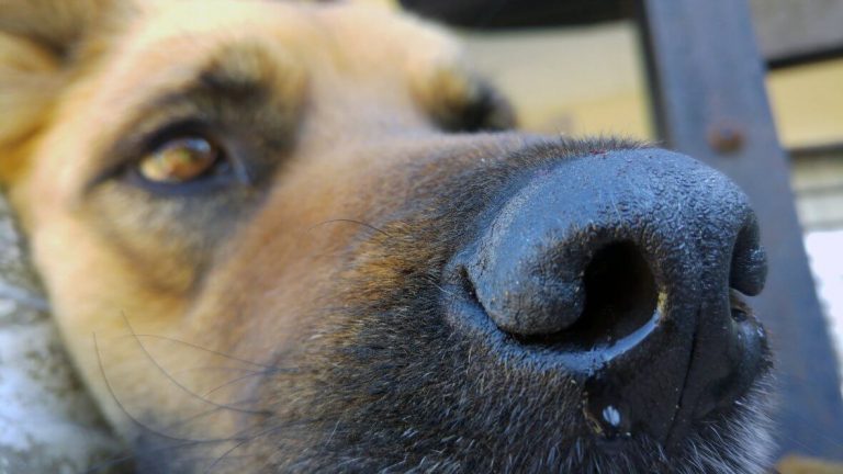 Moquillo, virus que está afectando a perros en Tlaxcala, ¿cómo prevenir?