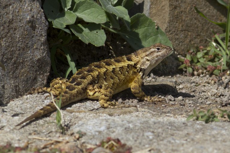lagartija