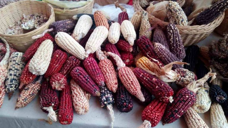 Maíz en Tlaxcala: Color, dinero, identidad y defensa de la tierra