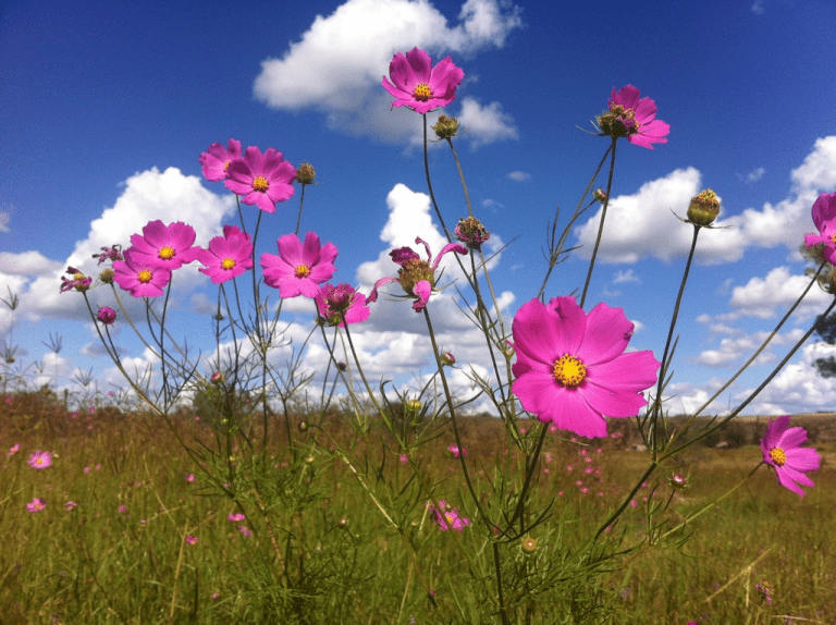En carreteras de Tlaxcala seguro la has visto; lee 7 datos de esta flor
