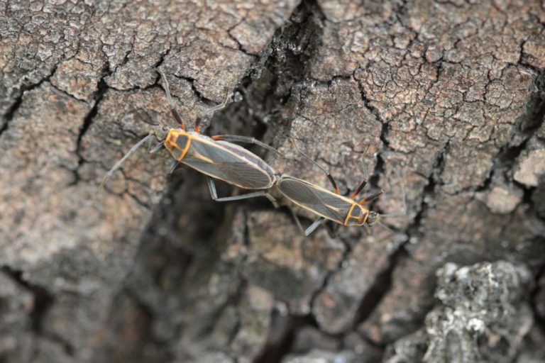 La chinche tlaxcalteca: 6 datos que de este inofensivo insecto