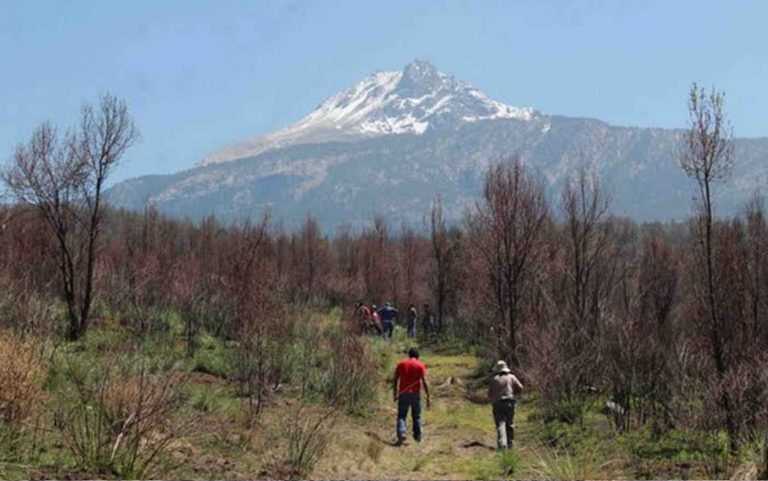 Cancelan permisos para talar árboles en el Parque Nacional La Malinche