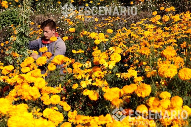 Con Cempasúchil se evoca a los muertos y se tratan estas enfermedades