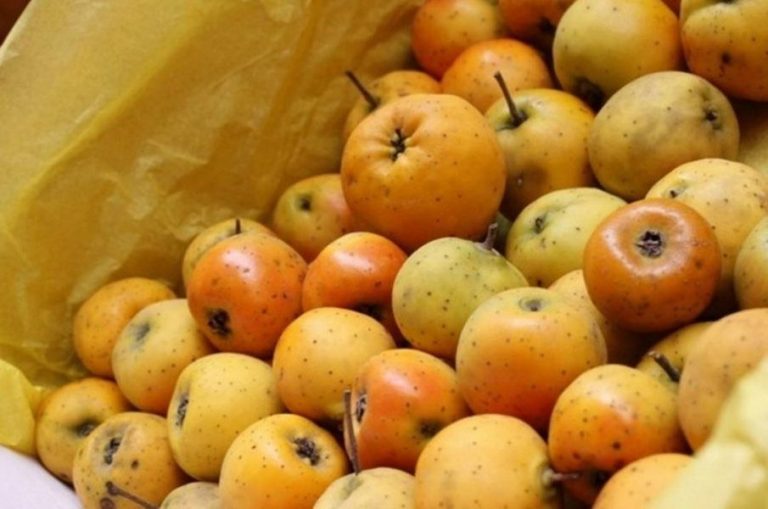 Fruta de Temporada: El tejocote más que un ingrediente en el ponche