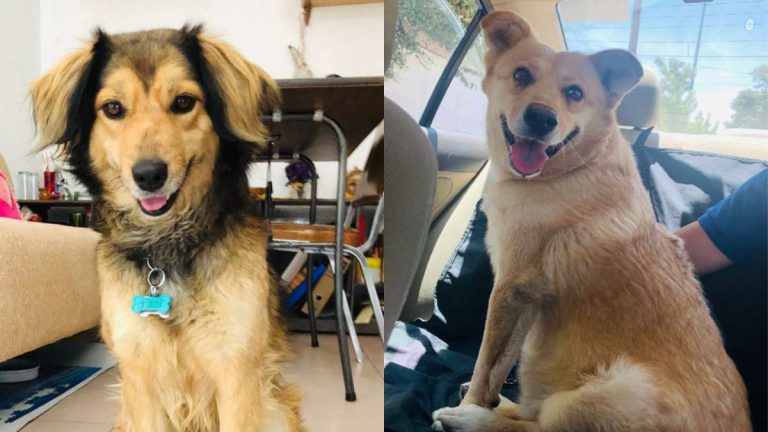 Fundación Teté Tlaxcala protege perritos mientras te esperan, humano