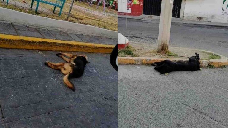 Envenenamiento de perros en Huamantla: responsabilidad compartida