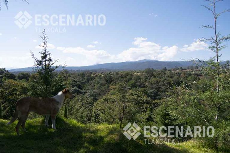 Gusano descortezador en Nanacamilpa, contaminación y consecuencias