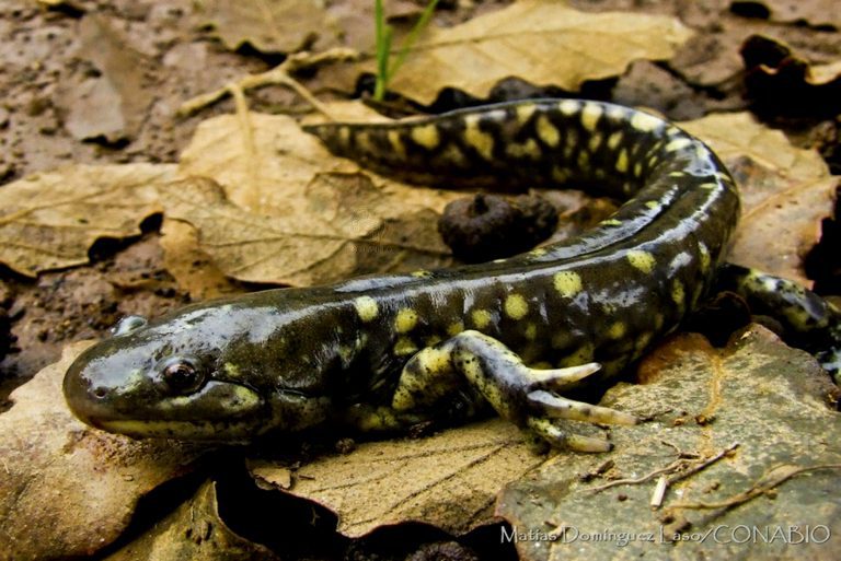 En 2019 te desinformamos sobre animales en peligro de extinción en Tlaxcala