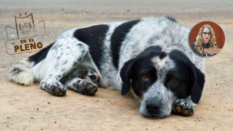 Animales: proponen cambios progresistas al considerarles seres sintientes