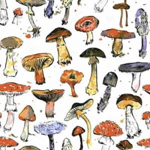 Datos curiosos de los hongos comestibles en Calpulalpan