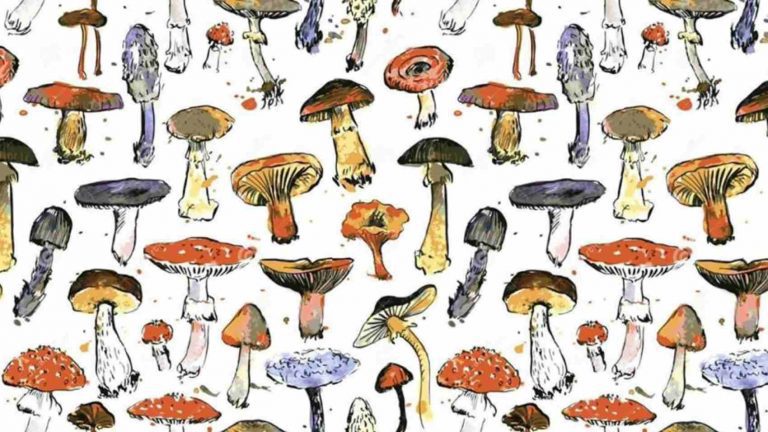 Datos curiosos de los hongos comestibles en Calpulalpan