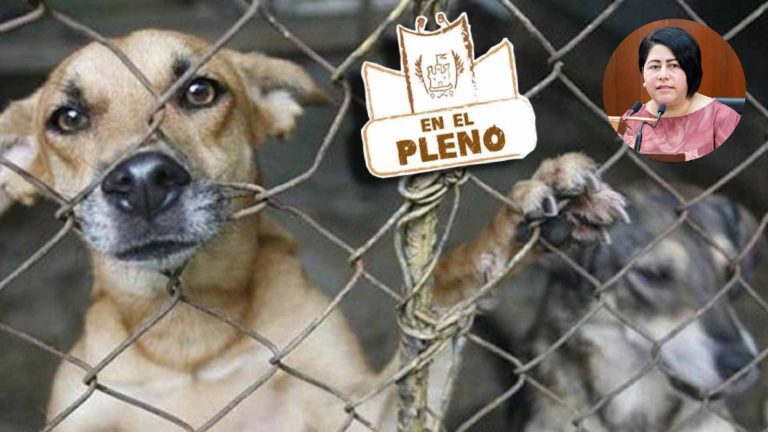 Bienestar animal: Legalizar matanza masiva busca Blanca Águila