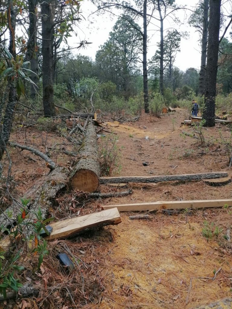 Malinche: permisos de tala desiguales, gusano descortezador, burocracia y cambio climático