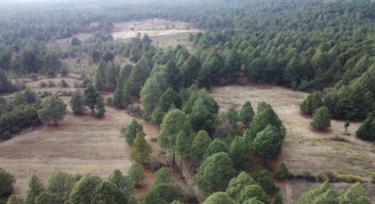 Desde el 2000, Ayuntamientos de Tetlanohcan protegen talamontes y saqueo de madera