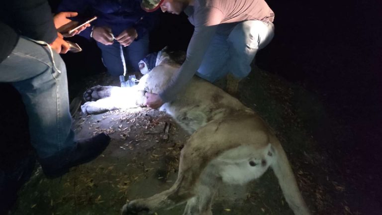 ¿Quién realmente rescató al puma que estaba a 25 metros y no a 10?