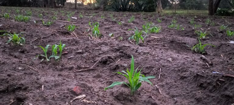 Ya no llueve como antes: 3 campesinos de 3 municipios narran cómo trabajan la tierra así