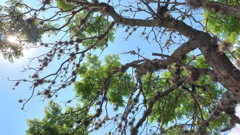 Esas bolas en los árboles son una planta que pudre cortezas; se llama heno motita, ¿las has visto?