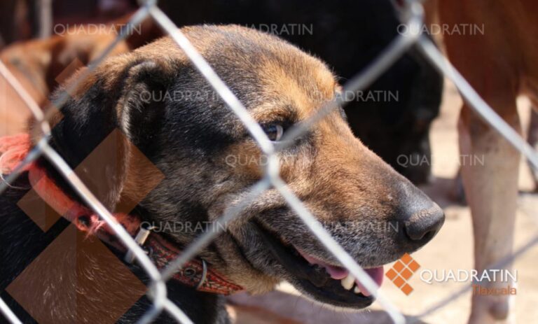Tlaxcala, un ladrido de auxilio; omisión a la ley violenta a los animales