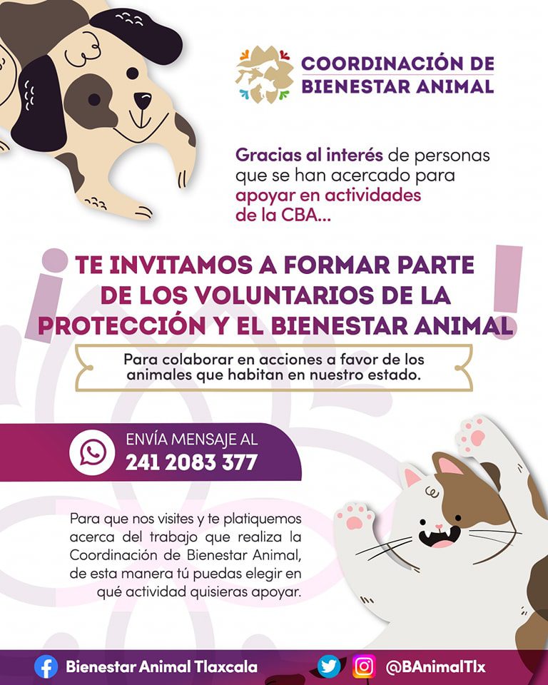 Contribuye a la protección y bienestar animal como voluntario; te contamos cómo 1 bienestar animal-voluntario