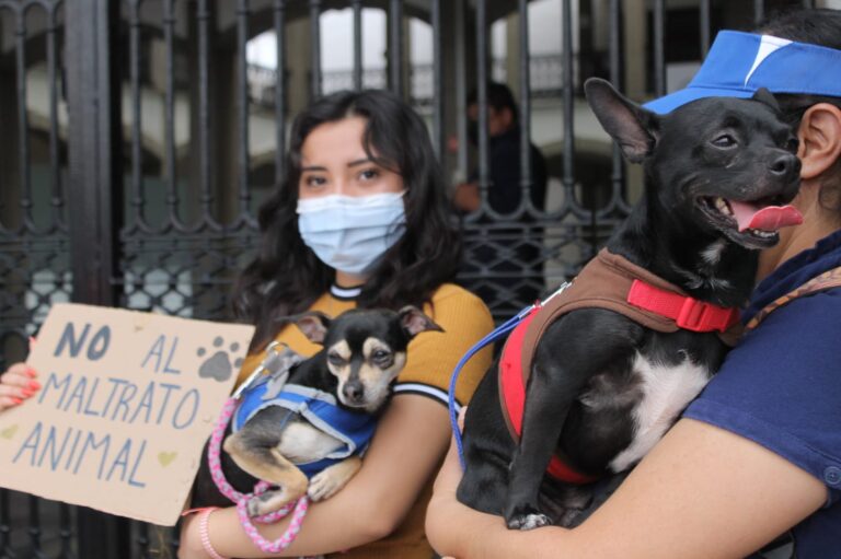 Contribuye a la protección y bienestar animal como voluntario; te contamos cómo