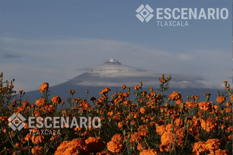Tlaxcala es segundo lugar de producción de Cempasúchil, te contamos los mitos y realidades alrededor de esta flor