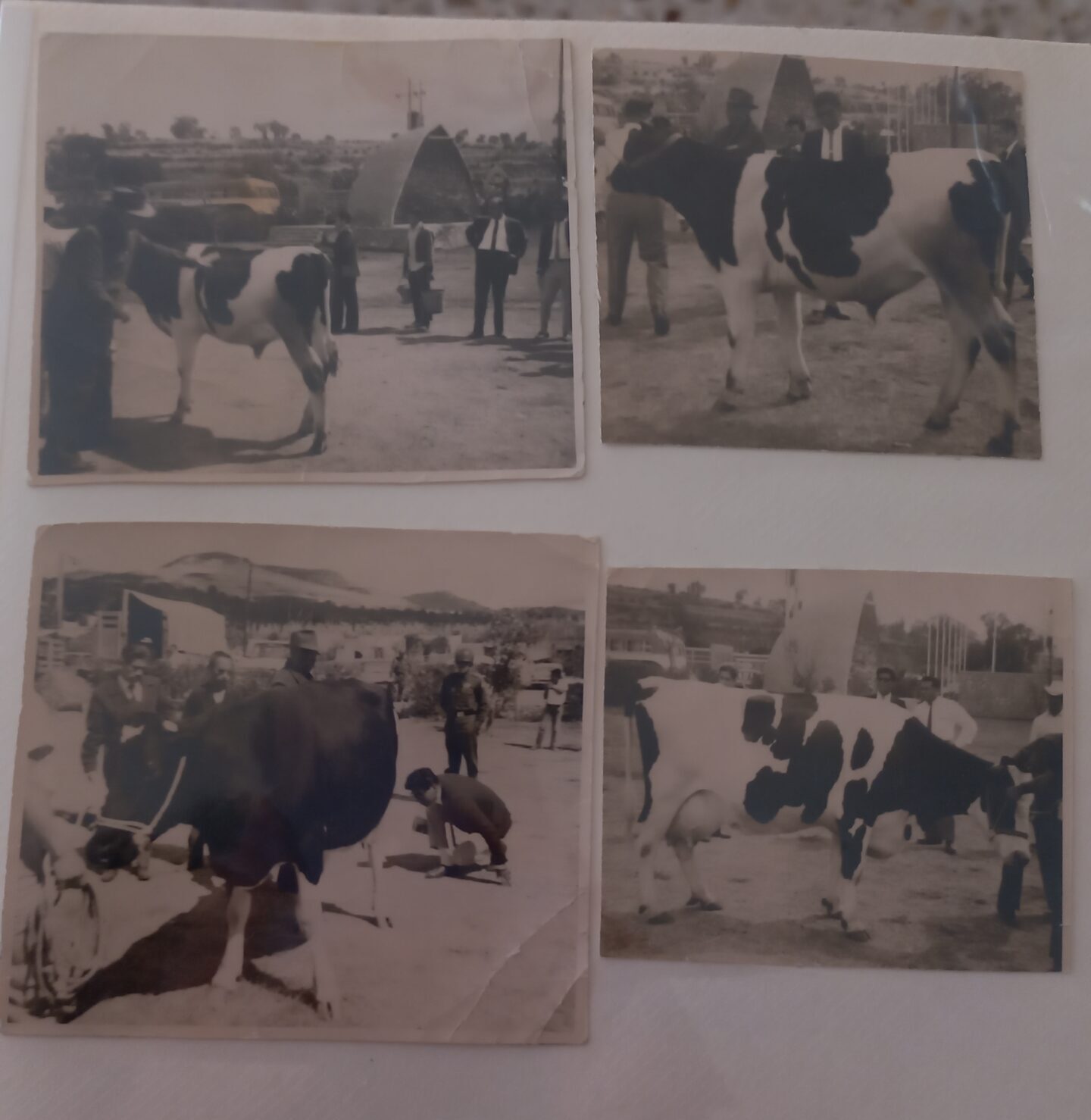 feria de tlaxcala-cultura-historia-ganadería-ganado-