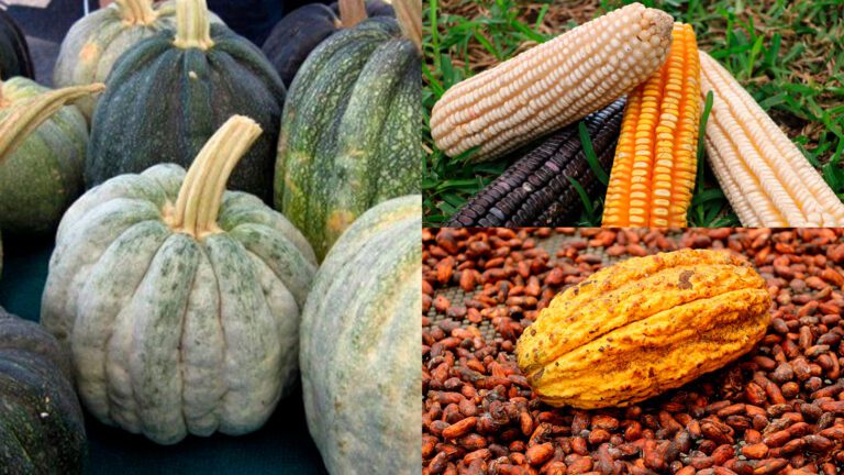 Calabaza, maíz y cacao, ¿cómo darles más usos? ¡Aprovecha cada parte!