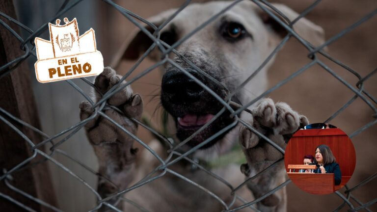 Maltrato animal ya es delito en Tlaxcala; un año tardó el congreso | En el Pleno