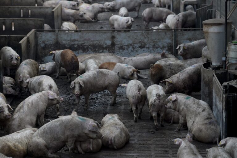 Pobladores de Ixtacuixtla contra Granja Porcina, alegan contaminación y daños a la salud