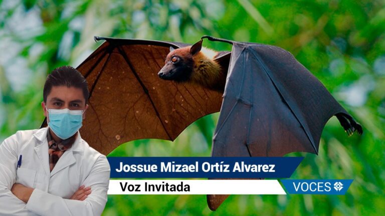 Murciélagos-voz-jossue