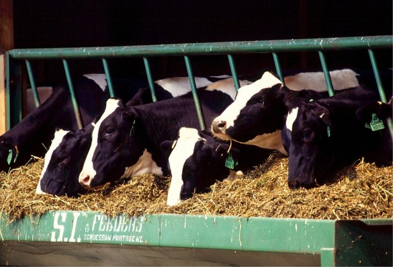 vacas-congreso- buiatria