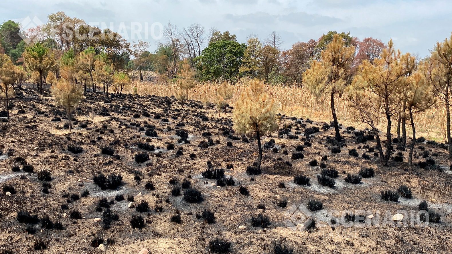 Incendio en la Malinche
