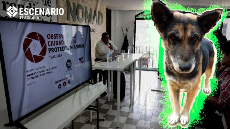 perrita rescatada en Tlaxcala por violación