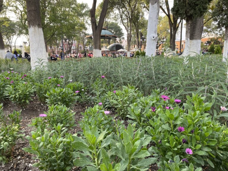 Gobierno de Tlaxcala-plantas-Plaza de la Constitución-Remodelación centro histórico
