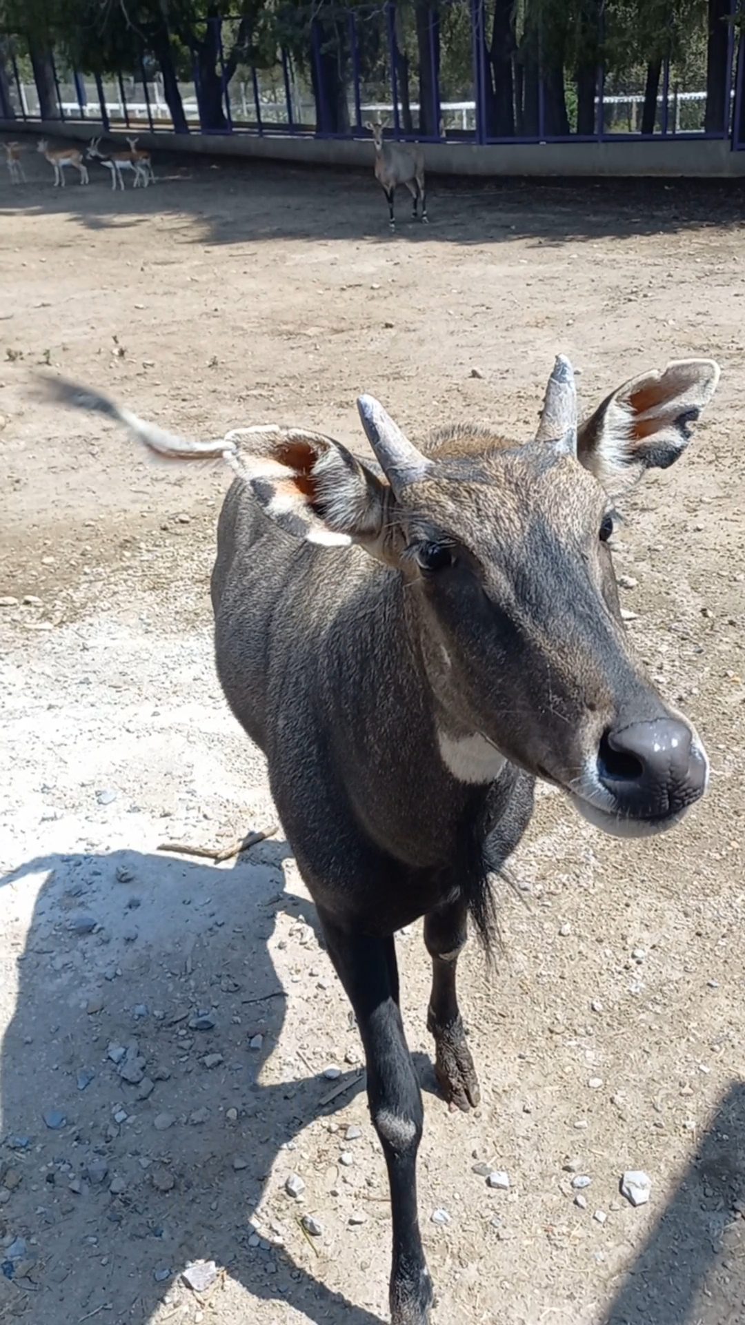 Zoológico del Altiplano- antílope nilgo-remodelación