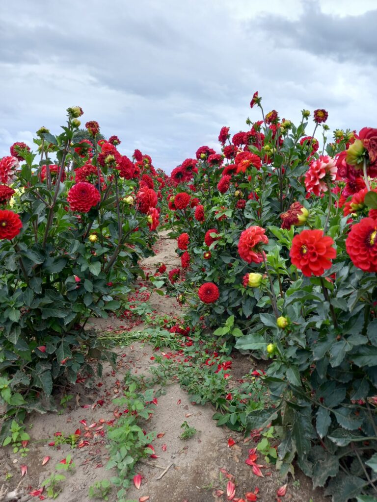 dalia-san-luis-huamantla-ecologia-cultura-tlaxcala-alfombras-tapetes-agricultura