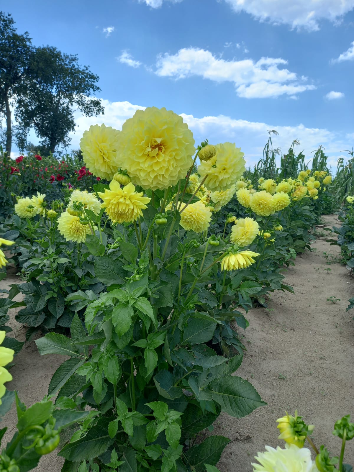 Día Mundial de la Dalia, conoce la bondad de la flor de Huamantla 3 WhatsApp Image 2023 08 03 at 8.11.08 PM