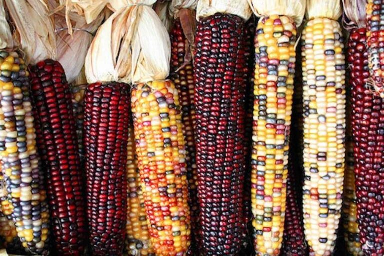 La feria del maíz de Ixtenco