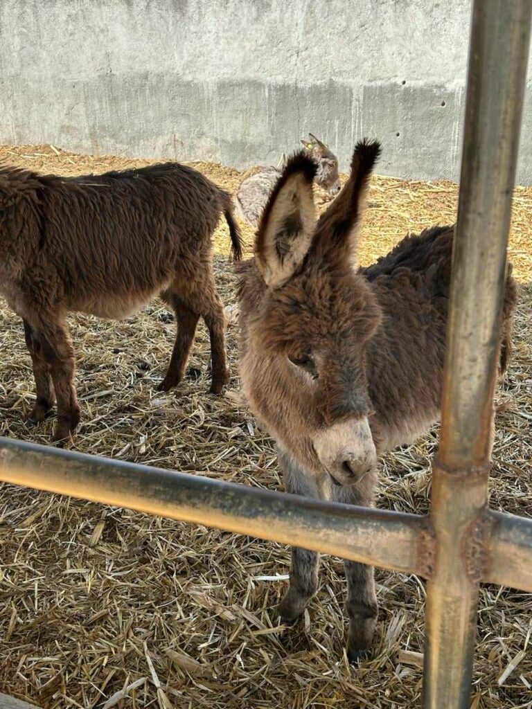 Santuario de los burros ha servido para investigaciones académicas en Tlaxcala