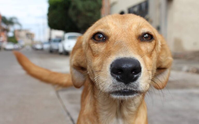 Si Chiautempan tuviese reglamento de bienestar animal, se podrían prevenir casos como el de Ernesto N.