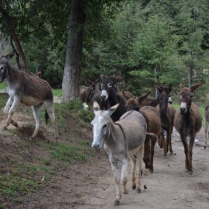 Santuario del burro en Españita, Tlaxcala alberga 200 animales libres de trabajo rudo