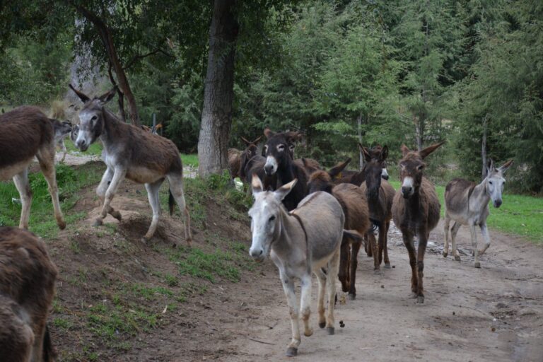 Santuario del burro en Españita, Tlaxcala alberga 200 animales libres de trabajo rudo