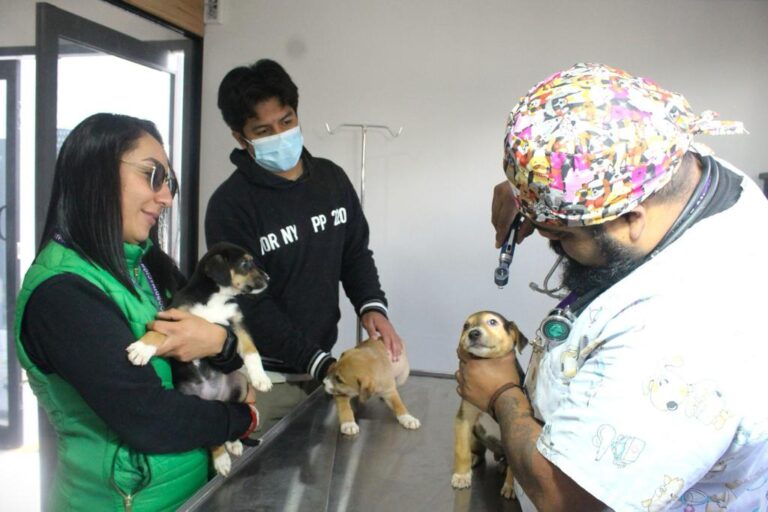 Piden a Reyes Magos, no regalar animales de compañía