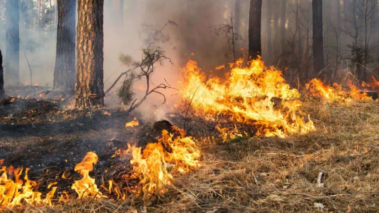 Tlaxcala registró 166 incendios forestales en 2023; intencionalidad la primer causa