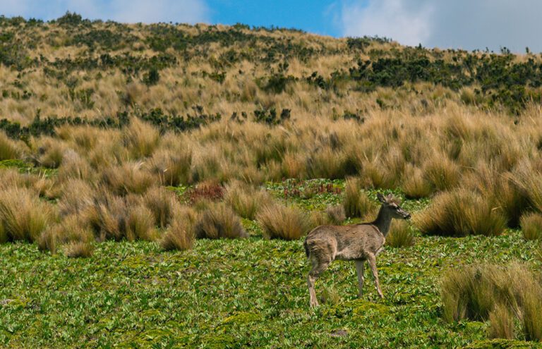 En las áreas naturales protegidas de Ecuador, la única amenaza son las personas